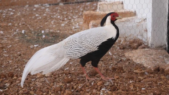 Hayvanat bahçesi değil 'Huzur Çiftliği'