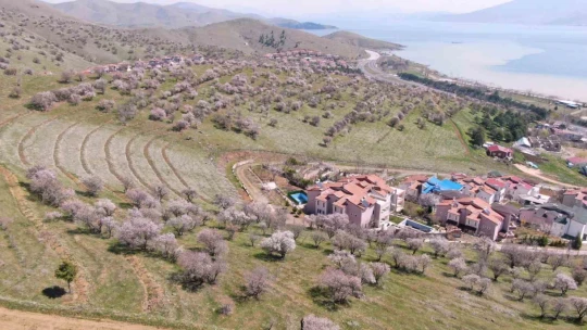 Hazar Gölü kıyısında badem ağaçları çiçek açtı, eşsiz manzara havadan görüntülendi