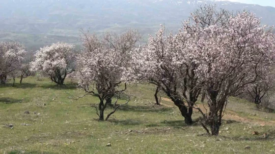 Hazar Gölü kıyısında badem ağaçları çiçek açtı, eşsiz manzara havadan görüntülendi