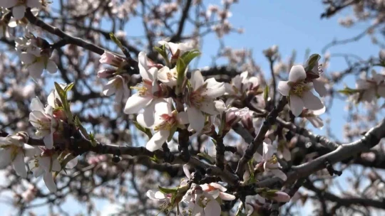 Hazar Gölü kıyısında badem ağaçları çiçek açtı, eşsiz manzara havadan görüntülendi