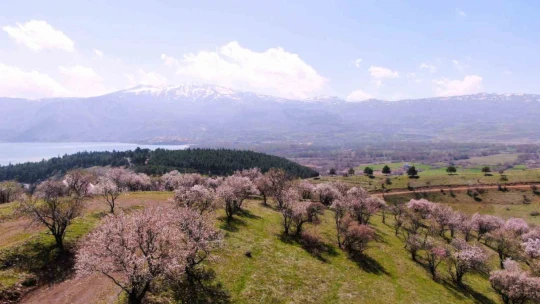 Hazar Gölü kıyısında badem ağaçları çiçek açtı, eşsiz manzara havadan görüntülendi