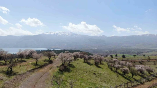 Hazar Gölü kıyısında badem ağaçları çiçek açtı, eşsiz manzara havadan görüntülendi