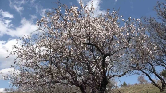 Hazar Gölü kıyısında badem ağaçları çiçek açtı, eşsiz manzara havadan görüntülendi