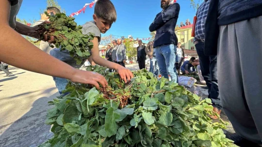 İbn-i Sina'nın önerisi 'kuzu kulağı' her derde deva