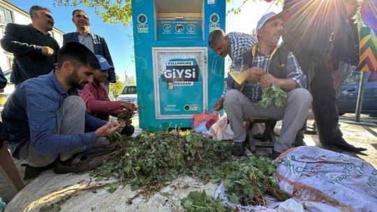 İbn-i Sina'nın önerisi 'kuzu kulağı' her derde deva