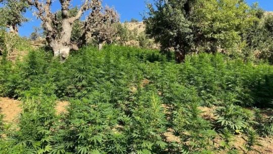 İçişleri Bakanı Soylu,'Bingöl kırsalında 3 milyon 329 bin kök kenevir ele geçirildi'