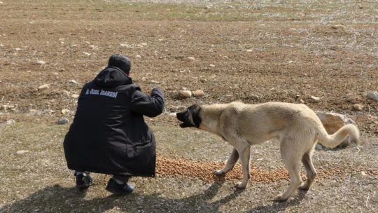 İl Özel İdaresi sokak hayvanlarını unutmadı