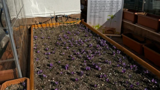 Ülkü Ocakları Genel Merkezi'nin Terasında Safran Hasadı