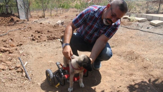 İnsanlık ölmemiş dedirten davranış: Patileri ezilen köpeği yürüteç ile ayağa kaldırdı