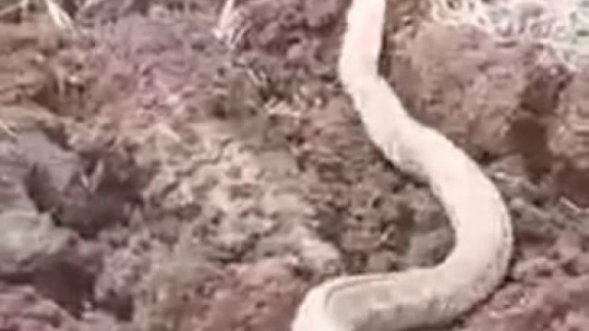 Isırığı bir insanı öldürmeye yeten koca engerek yılanı görüntülendi