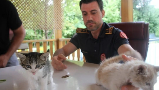 İtfaiye ekiplerinin kurtardığı yavru kedileri duyarlı vatandaş sahiplendi