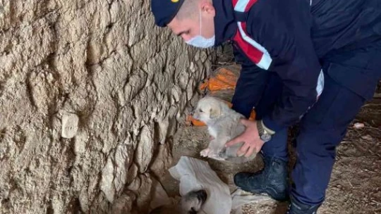 Jandarma ekipleri, anne ve yavru köpeklere sahip çıktı