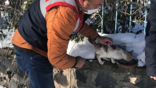 Jandarma ekipleri sokak ve yaban hayvanlarını unutmadı