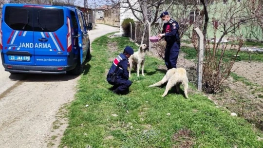 Jandarma, Ramazan ayında da sokak hayvanlarını yalnız bırakmadı