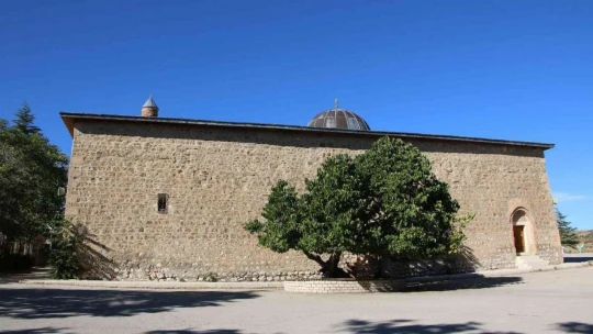 Kadir Gecesi'nde secde ettiği rivayet edilen dut ağacının hikayesi herkesi şaşırtıyor