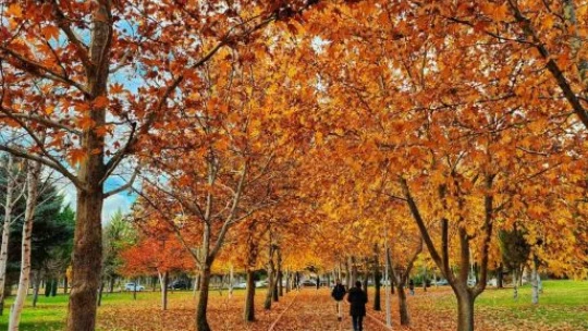 Kampüste sonbahar güzelliği