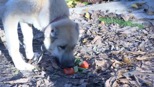Kangal köpeğinin et yerine sebze yediğini gören Elazığlının şiveli tepkisi güldürdü