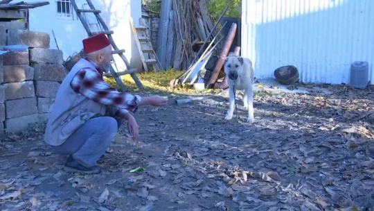 Kangal köpeğinin et yerine sebze yediğini gören Elazığlının şiveli tepkisi güldürdü