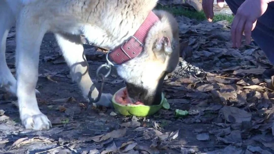 Kangal köpeğinin et yerine sebze yediğini gören Elazığlının şiveli tepkisi güldürdü