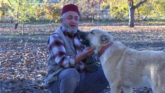Kangal köpeğinin et yerine sebze yediğini gören Elazığlının şiveli tepkisi güldürdü
