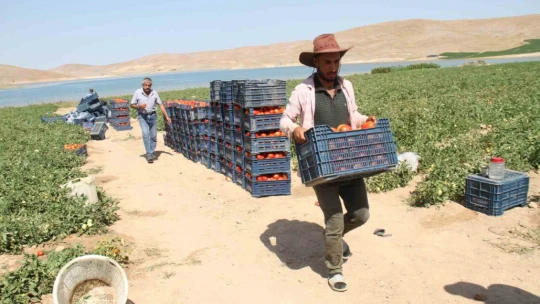 Kavurucu sıcak altında tarlada ekmek mücadelesi