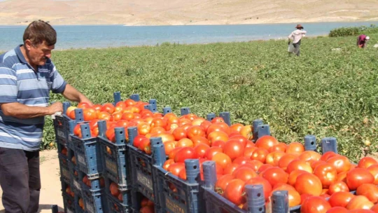 Kavurucu sıcak altında tarlada ekmek mücadelesi