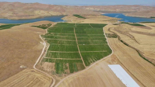 Kavurucu sıcak altında tarlada ekmek mücadelesi