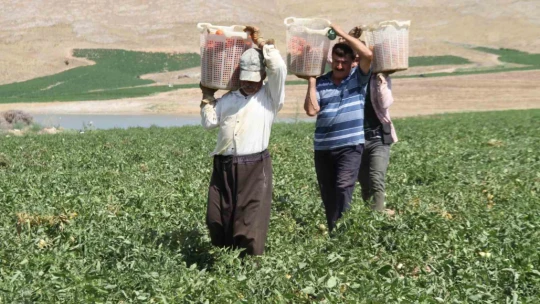 Kavurucu sıcak altında tarlada ekmek mücadelesi