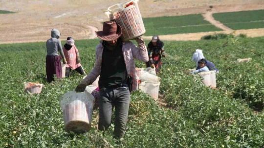 Kavurucu sıcak altında tarlada ekmek mücadelesi