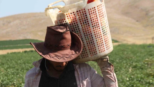 Kavurucu sıcak altında tarlada ekmek mücadelesi