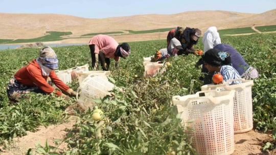 Kavurucu sıcak altında tarlada ekmek mücadelesi