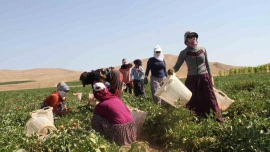 Kavurucu sıcak altında tarlada ekmek mücadelesi