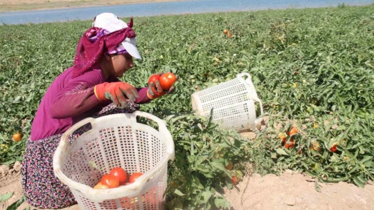 Kavurucu sıcak altında tarlada ekmek mücadelesi