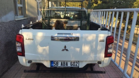 Kayalıklardan düşerek yaralanan yavru ayı 'Elfi' tedavisi için Bursa'ya gönderildi