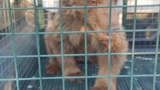 Kayalıklardan düşerek yaralanan yavru ayı 'Elfi' tedavisi için Bursa'ya gönderildi