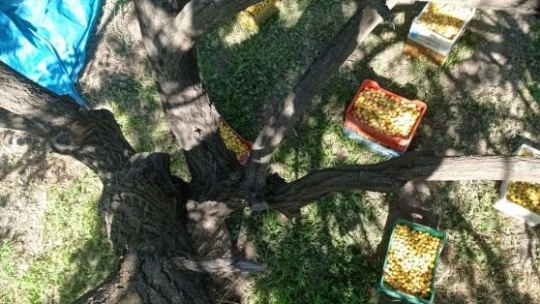 Kayısı ağacına atmaca yuva yapınca hasat yapmadı