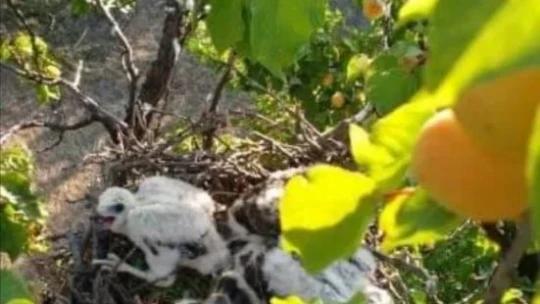 Kayısı ağacına atmaca yuva yapınca hasat yapmadı
