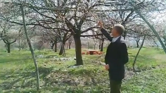 Kayısıyı don vurdu