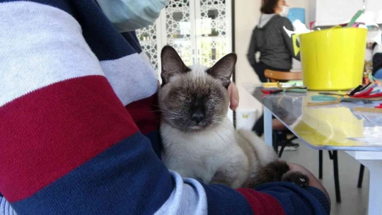 Kedi 'Helva' okulun maskotu oldu