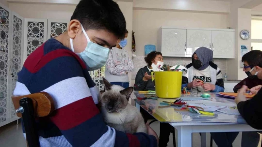 Kedi 'Helva' okulun maskotu oldu
