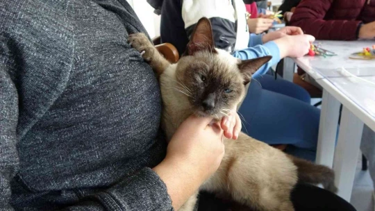 Kedi 'Helva' okulun maskotu oldu