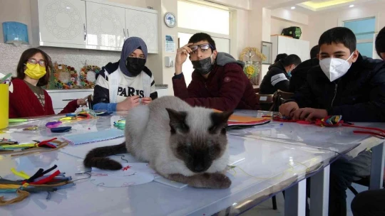 Kedi 'Helva' okulun maskotu oldu