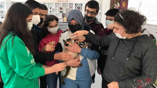 Kedi 'Helva' okulun maskotu oldu