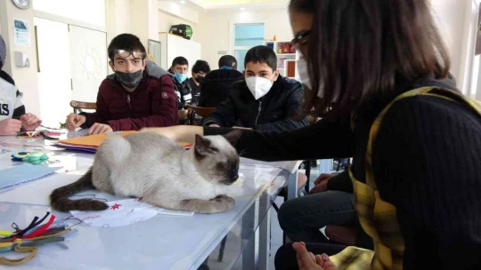 Kedi 'Helva' okulun maskotu oldu