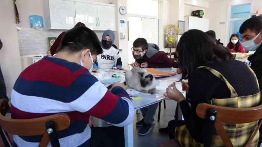 Kedi 'Helva' okulun maskotu oldu
