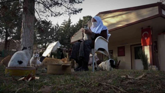 Kedi dostu Zahide Nine, yıllardır onlara annelik yapıyor