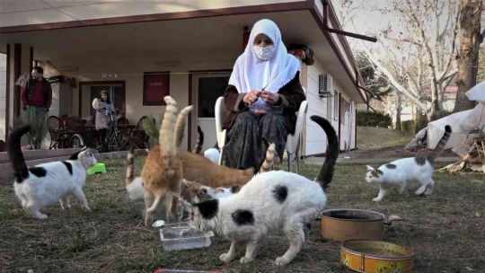 Kedi dostu Zahide Nine, yıllardır onlara annelik yapıyor