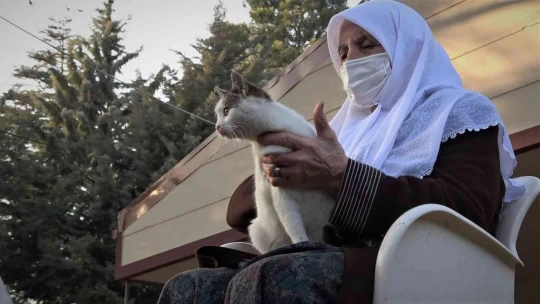Kedi dostu Zahide Nine, yıllardır onlara annelik yapıyor