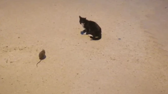 Kedi ile farenin oyunu kamerada