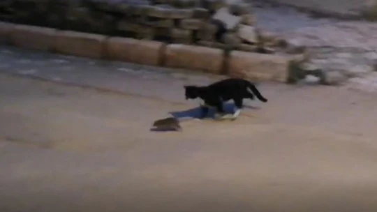 Kedi ile farenin oyunu kamerada